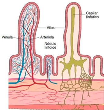 Intestino delgado: absorção de nutrientes.