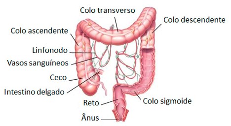 Intestino grosso.