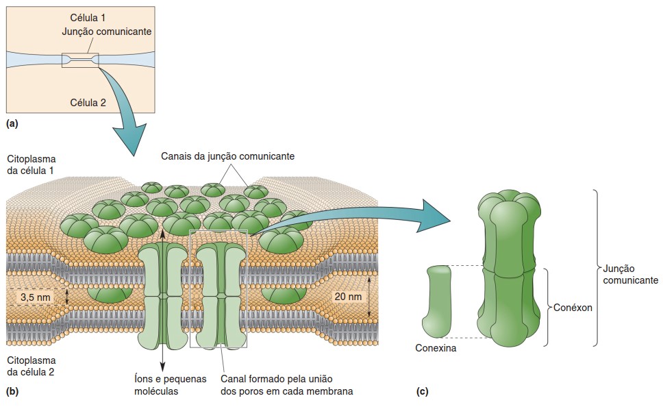 Sinapse elétrica: junção comunicante.