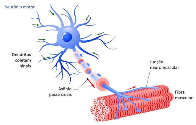 Junção neuromuscular.