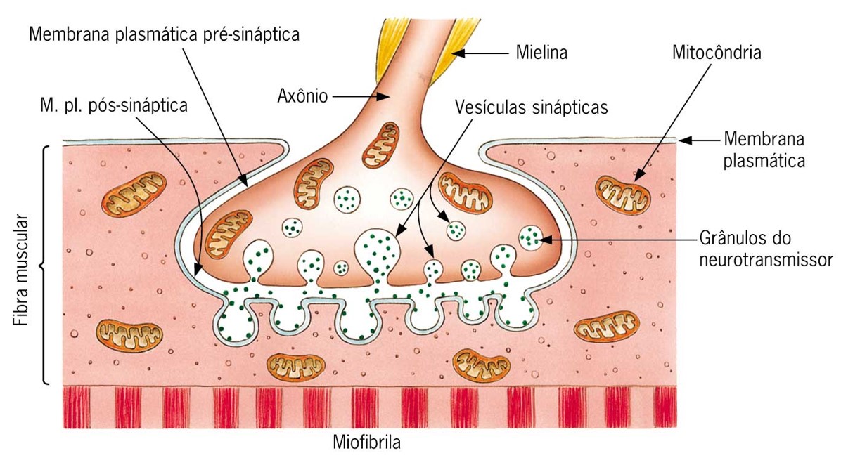 Junção neuromuscular: placa motora.