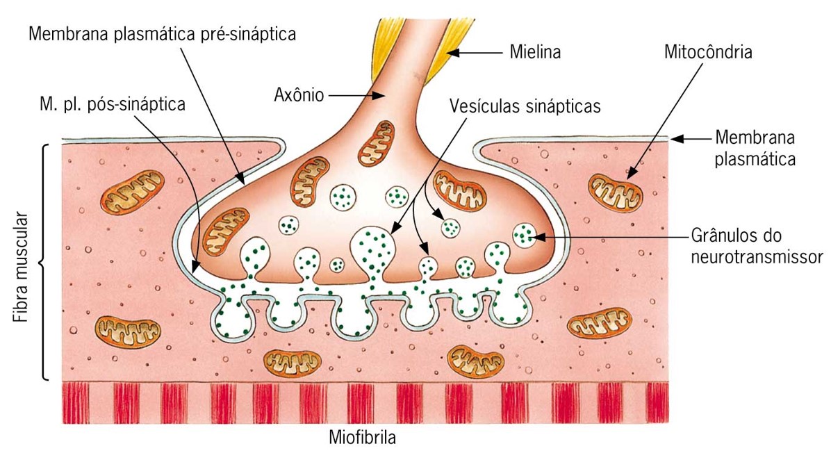 Junção neuromuscular: placa motora.