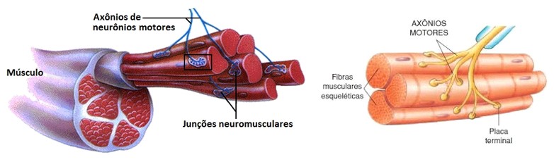 Junções neuromusculares.