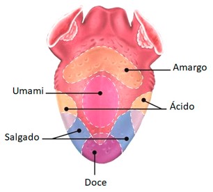 Língua e o sentido da gustação.