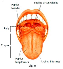 Língua: divisões anatômicas e papilas.