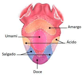 Língua: gustação.