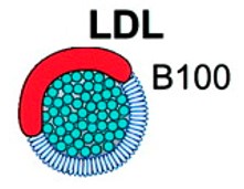 LDL (colesterol ruim).