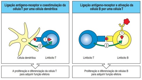 Ligação antígeno-receptor e estimulação de linfócitos T e B.