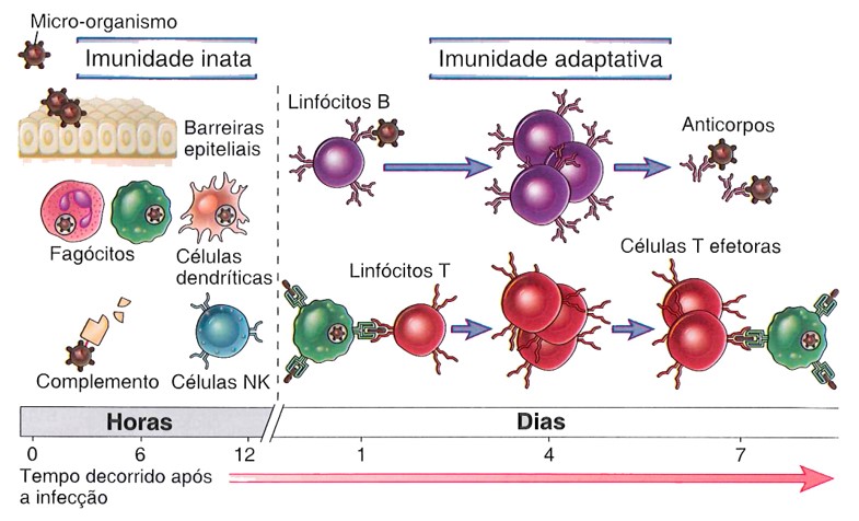 Linhas de combate do sistema imune.