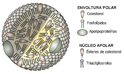 Lipoproteínas: estrutura básica.