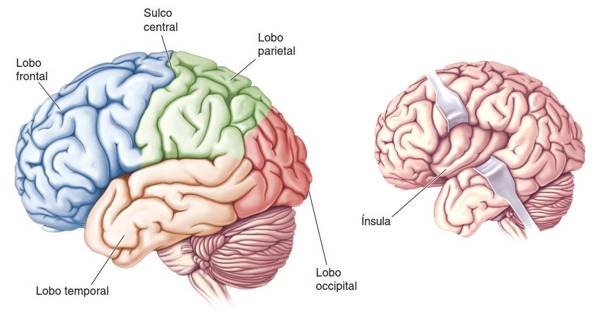 Lobos cerebrais e sulco central.