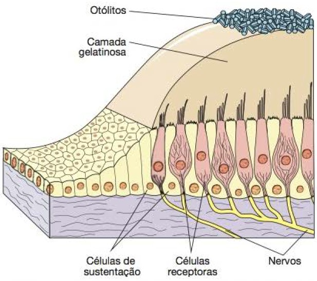 Máculas.