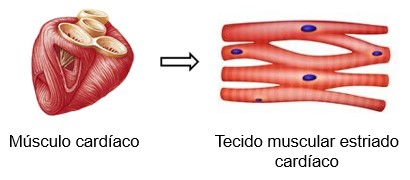 Músculo e tecido muscular cardíaco.