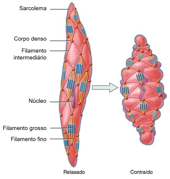 Músculo liso: organização das fibras musculares.