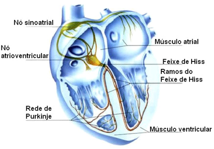 Músculos cardíacos.