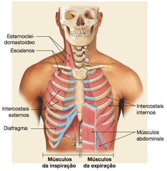 Músculos respiratórios.