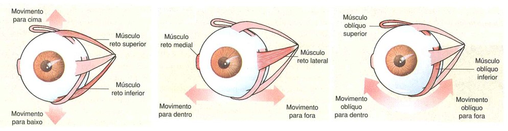 Figura: Músculos extrínsecos do olho.: resumo das ações.