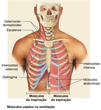 Músculos da ventilação (usados na respiração).