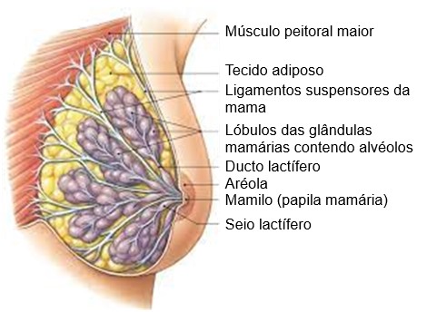 Mama e glândulas mamárias.