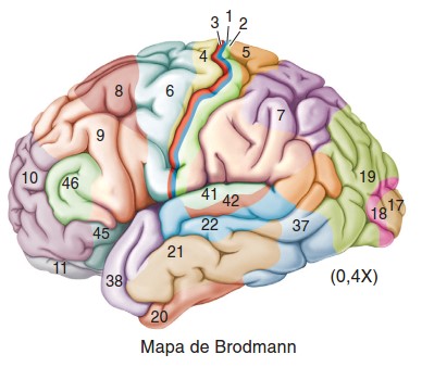 Mapa de Brodmann.