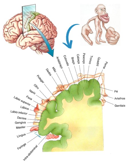 Mapa sensitivo somático.