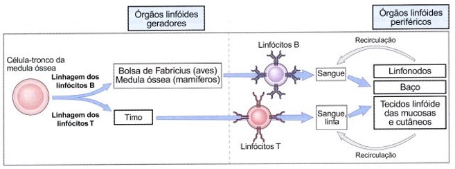 Maturação dos linfócitos.