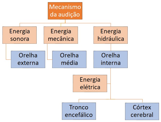 Mecanismo da audição (diagrama).