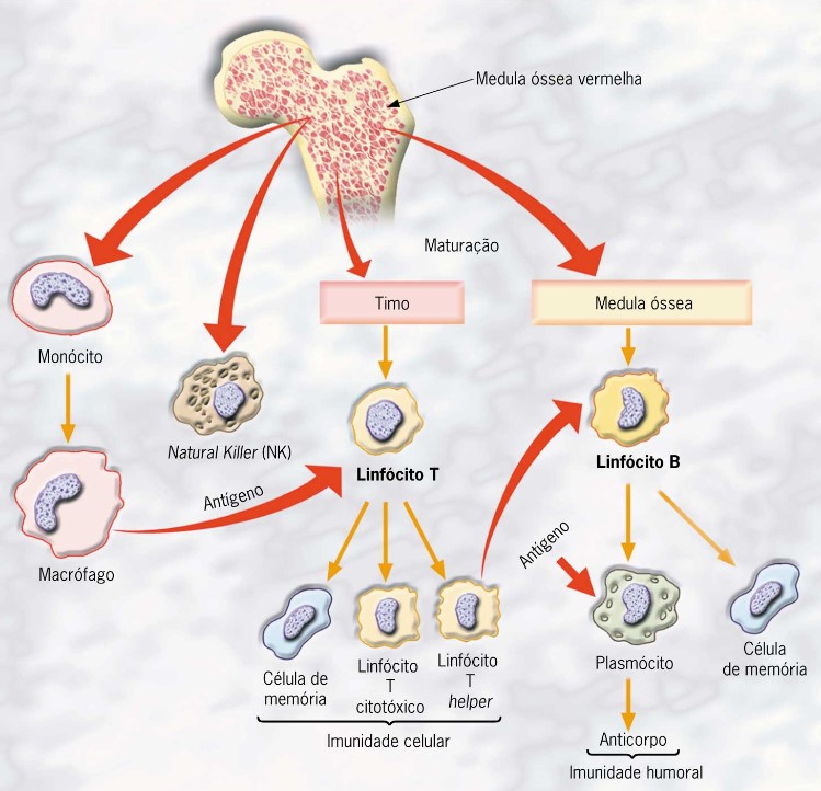 Origem das células linfoides na medula óssea vermelha.
