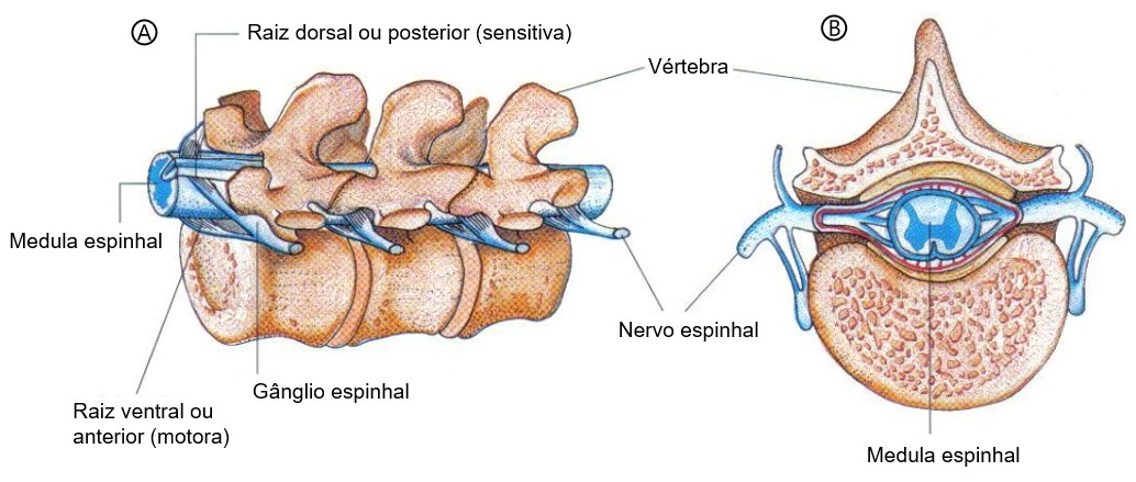 Vista lateral e frontal da coluna vertebral.