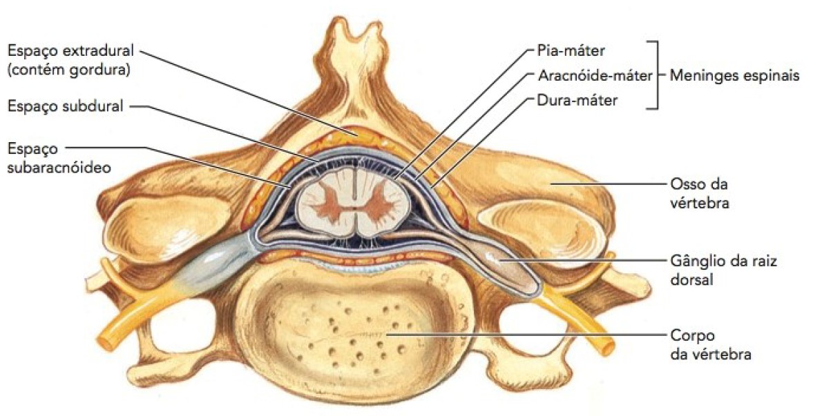 Medula espinhal: meninges.