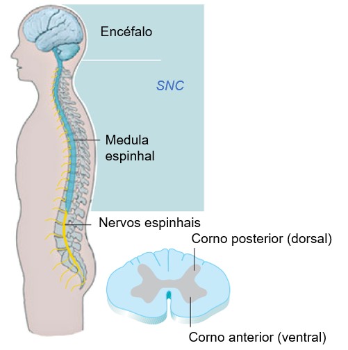 Medula e nervos espinhais.