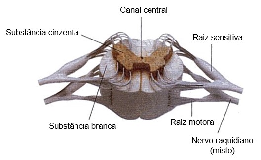 Medula espinhal: raízes sensitiva e motora.