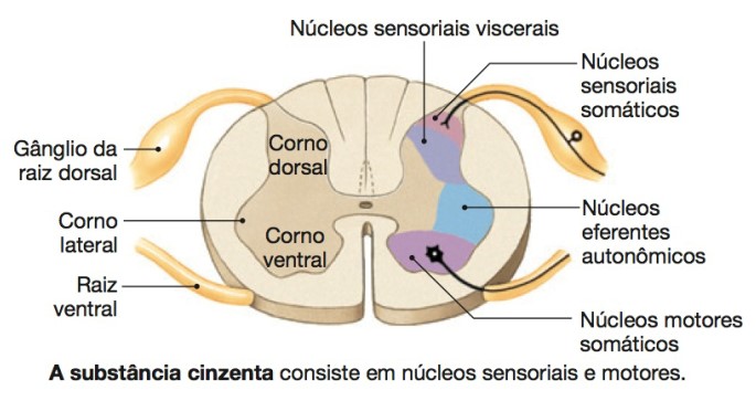 Organização da medula espinhal.