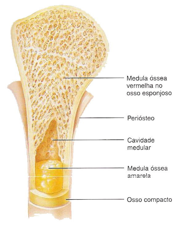 Sistema esquelético: aloja e protege a medula óssea.