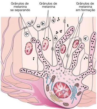 Melanócito.