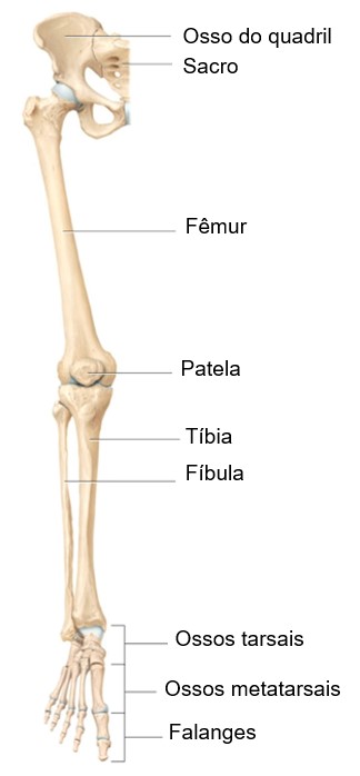 Ossos do membro inferior (vista anterior).