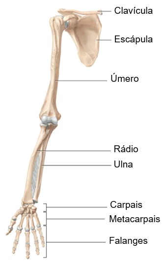 Ossos do membro superior (vista anterior).