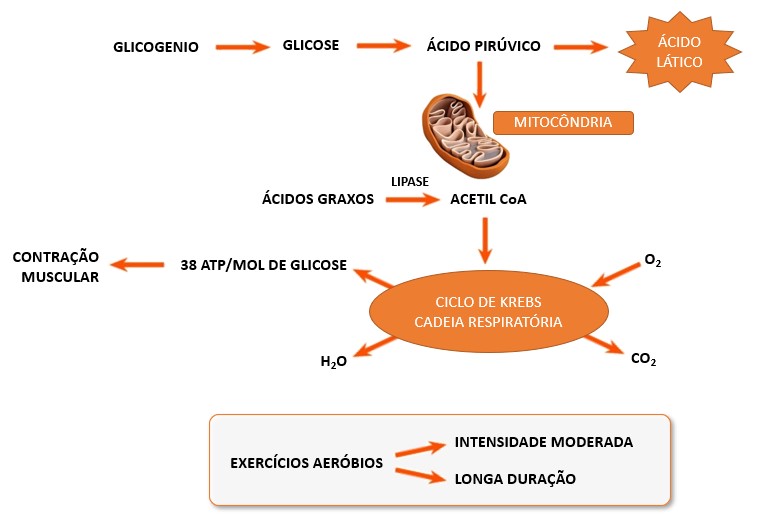 Metabolismo aeróbio.