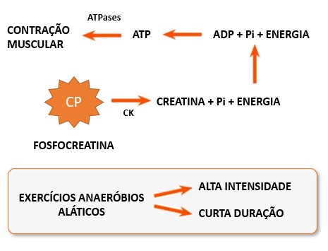 Metabolismo anaeróbio alático.