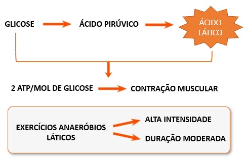 Metabolismo anaeróbio lático.