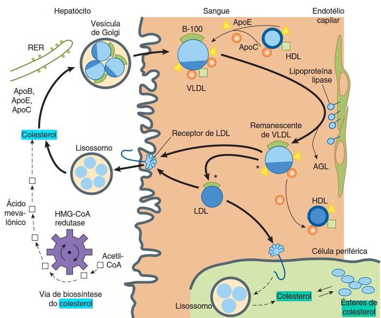 Metabolismo das lipoproteínas de origem hepática.