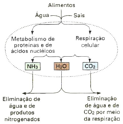Metabolismo e homeostase.