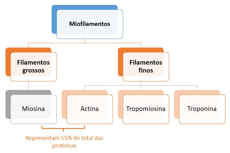 Miofilamentos.