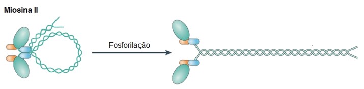 Miosina II: ativação.