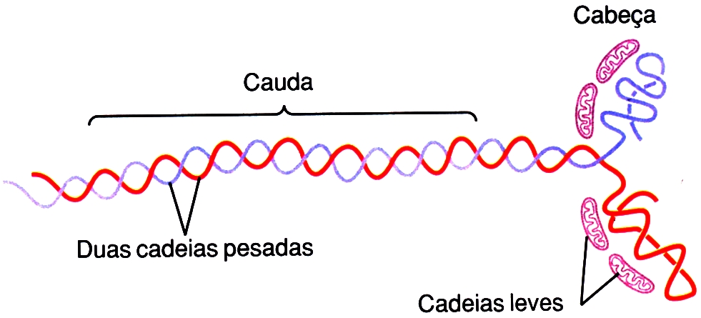 Miosina: cadeias pesadas e leves.