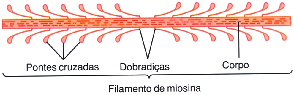 Miosina: filamentos grossos.