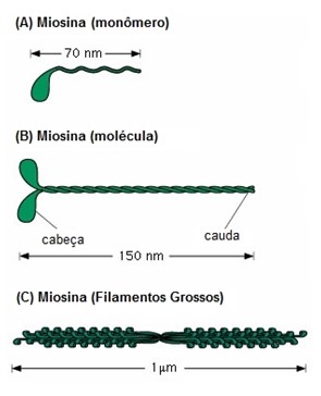 Miosina: monômero, molécula e filamento grosso