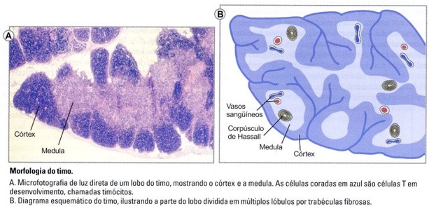 Morfologia do timo.