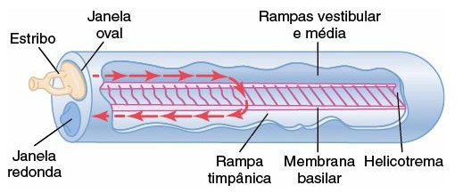 Movimento do líquido na cóclea.