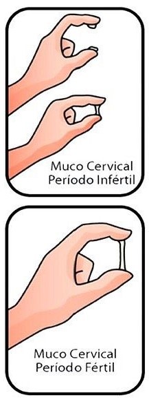 Muco cervical.